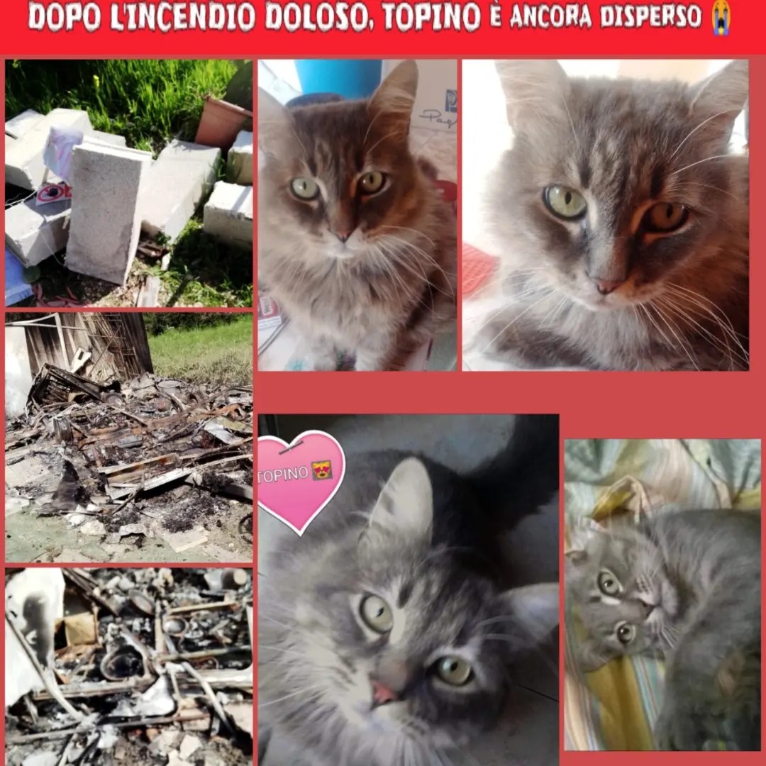 Una roulotte distrutta dalle fiamme, quattro cani si salvano dal rogo, un gatto non si trova 