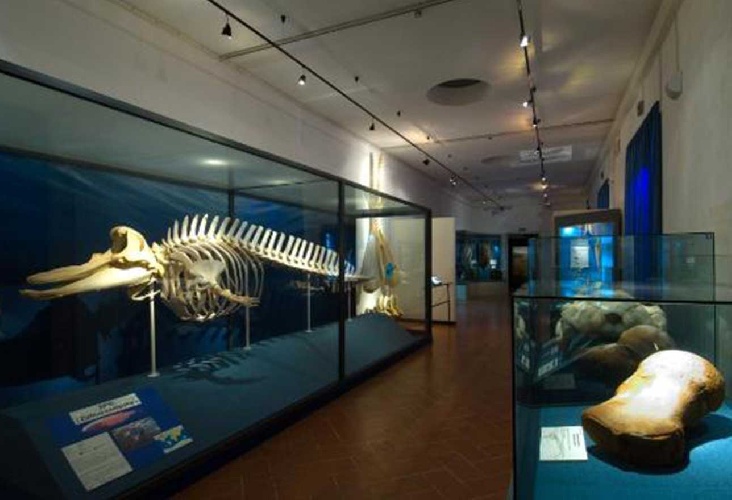 Festa al museo civico di storia naturale di Comiso: laboratori e visite gratuite per tutte le età