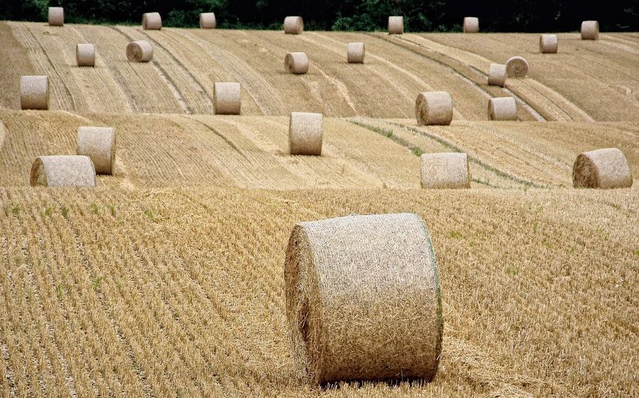 Crisi idrica: donato un milione e mezzo di chili di fieno agli allevatori siciliani. Aiuti anche a Ragusa