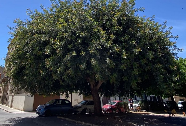 Quell’albero di carrubo, sempre più vivo nel ricordo delle stragi di Capaci e di D’Amelio, reclama legalità