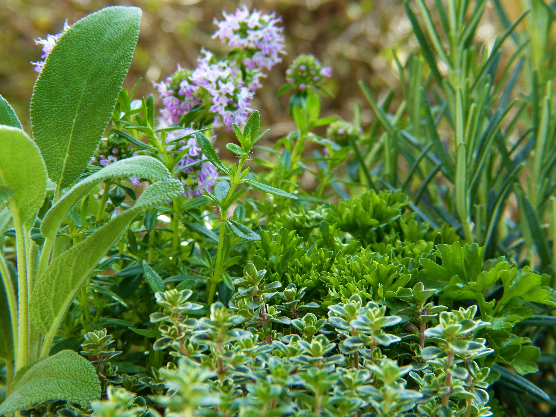 Piante aromatiche ed officinali. A Palazzo Busacca domani incontro per parlare anche di piaceri della tavola