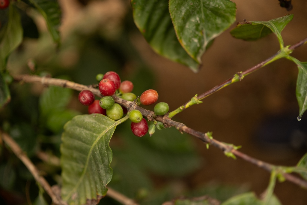 All’orto botanico di Palermo si torna a coltivare caffè