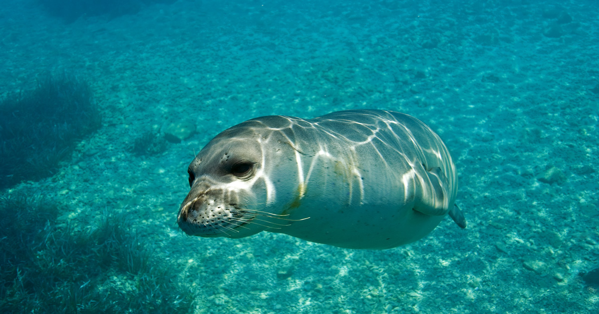 La foca monaca del Mediterraneo, specie in via d’estinzione, avvistata al Plemmirio di Siracusa