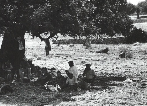 La Sicilia al sapor di carrube: fra storia e racconto