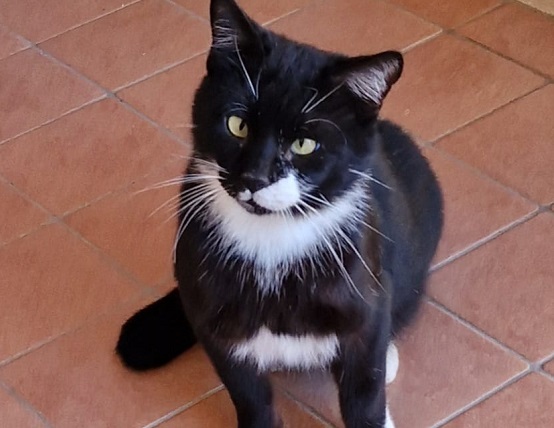 Gatto ucciso a colpi di scopa: è successo a Francofonte