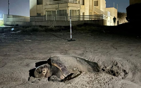 Una Caretta Caretta deposita le uova sulla spiaggia di Punta Braccetto