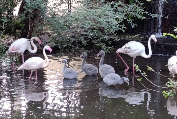 Lieto evento ai Giardini di Palazzo d’Orléans: sono nati cinque fenicotteri rosa