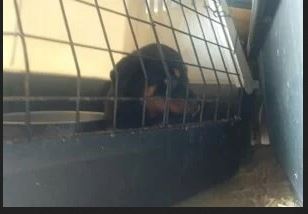 Cani sfruttati per la riproduzione e la vendita: salvati 15 rottweiler a Linguaglossa. Vivevano in condizioni da incubo