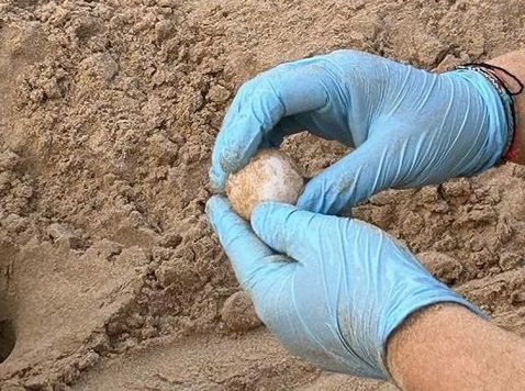Sampieri festeggia la Bandiera Blu. Tre tartarughe marine hanno scelto di nidificare nella sua spiaggia