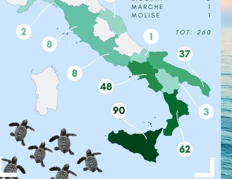 E’ la Sicilia la regione italiana con il maggior numero di nidificazioni. Le tartarughe caretta-caretta amano il Mediterraneo