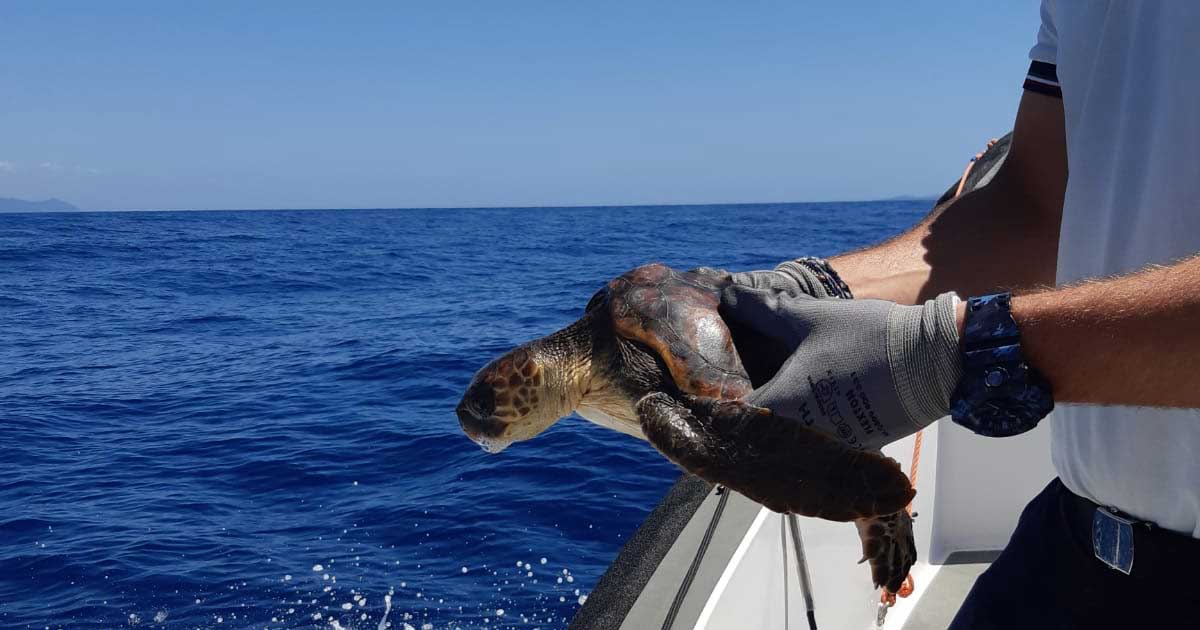 Tartaruga rimane impigliata nella rete da pesca a Randello, salvata dalla Guardia Costiera