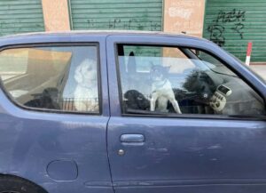 Palermo: due cani costretti a vivere in un’auto, denunciato il proprietario