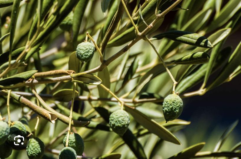 Olive avvizzite dalla siccità. Produzione da profondo rosso per l’oro mediterraneo