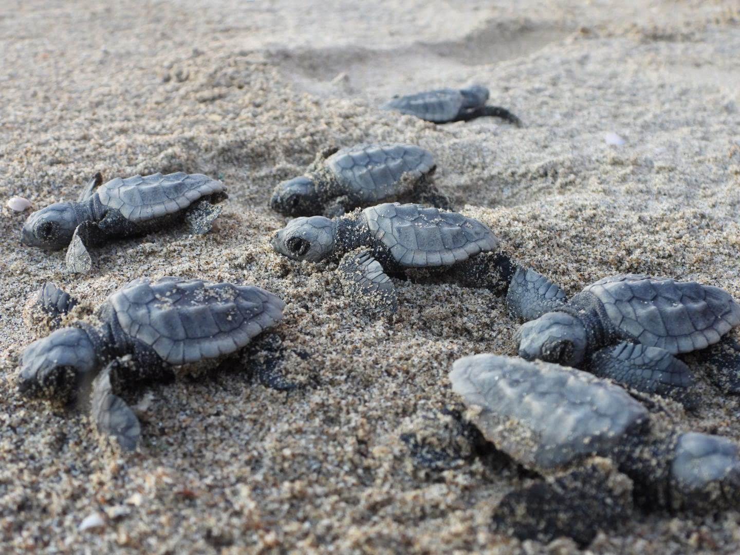 Sicilia da record, ondata di nidi di tartaruga marina: Ragusa e Siracusa le province più gettonate