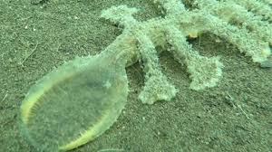 La lumaca di mare Melibe viridis, nuova specie aliena avvistata nell’Adriatico