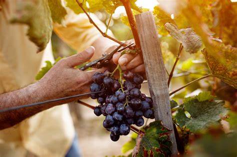 Storie di Sicilia: il racconto della vendemmia a settembre