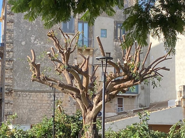 Il carrubo di Falcone e Borsellino mutilato. A Scicli Legambiente protesta