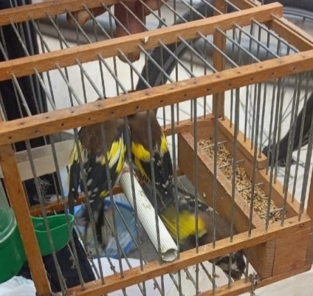 Aci Catena: trovato con 15 cardellini, denunciato per caccia illegale a specie protetta