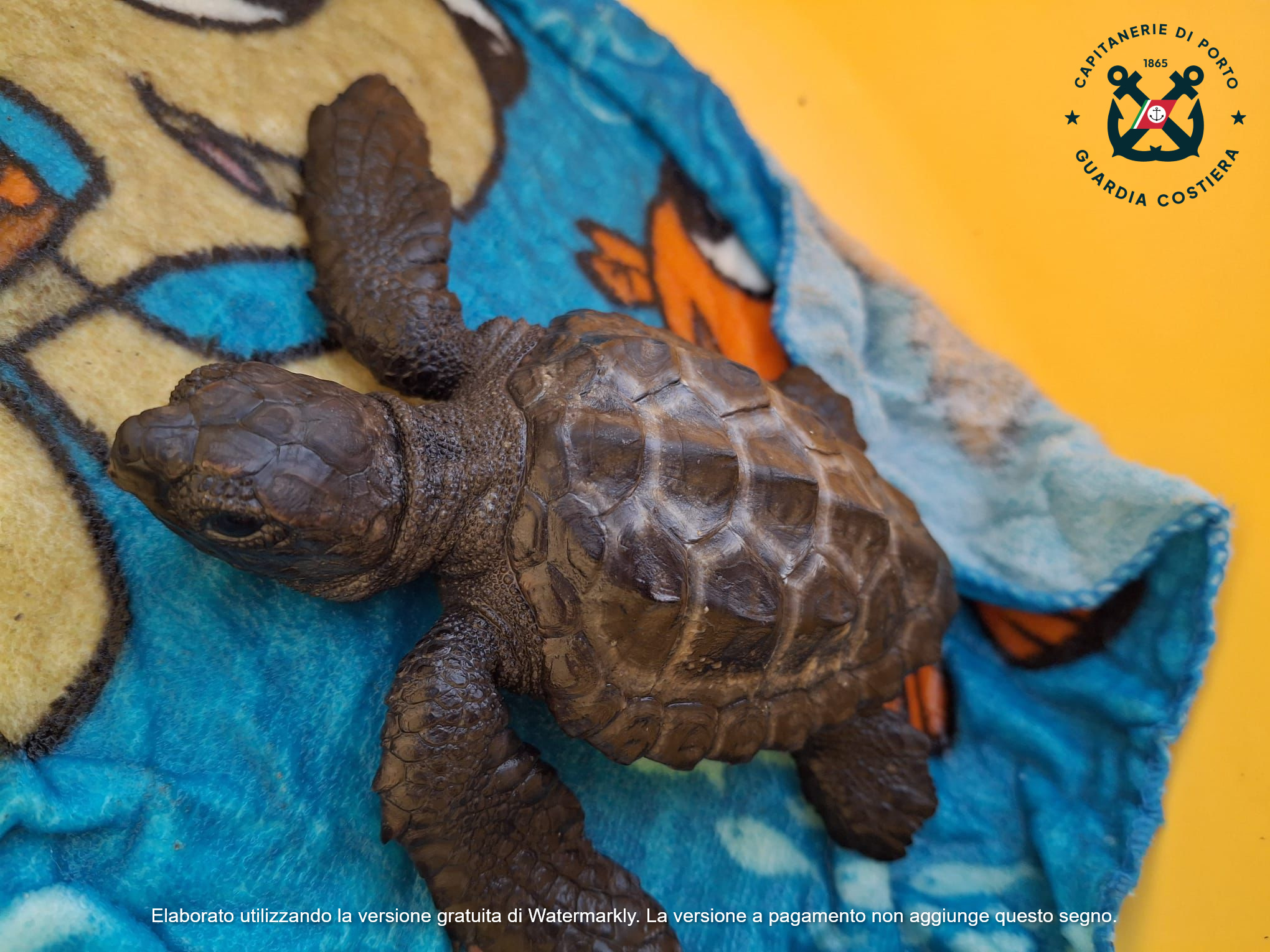 Pozzallo: un giovane esemplare di Caretta Caretta riprende il largo. Il rilascio a 3 miglia dalla costa ragusana
