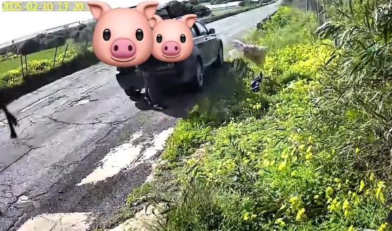 “Maialini vaganti” ripresi dalle telecamere: tolleranza zero contro chi sporca Santa Croce Camerina