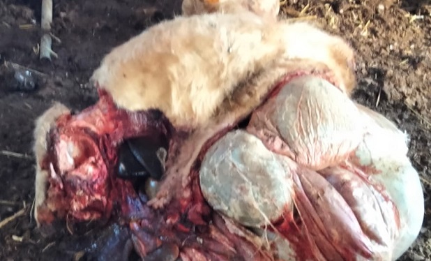 Allarme macellazione clandestina nel ragusano: denunciati episodi preoccupanti