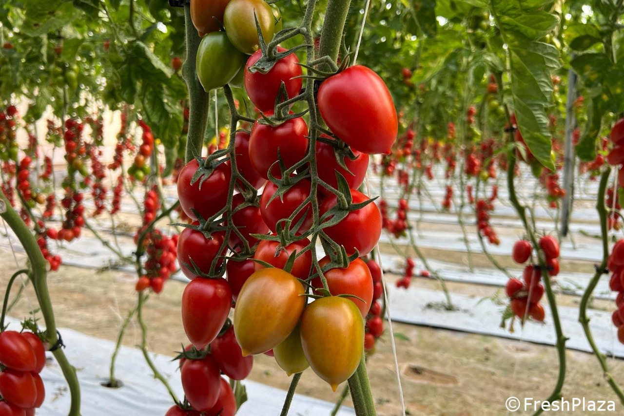 Vittoria, l’oro rosso perde valore: soffre la concorrenza di Albania e Marocco ed il cambio delle abitudini alimentari