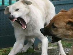 Terrore a Cava d’Aliga: due cani sbranano gattini, paura tra i residenti
