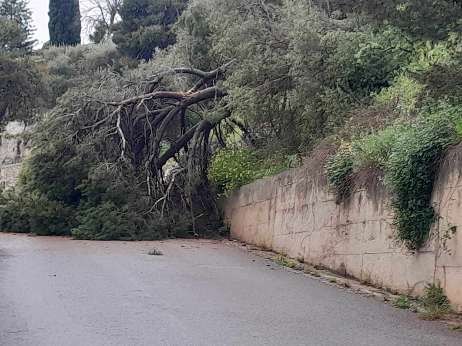 Crolla un pino secolare a Modica: tragedia sfiorata