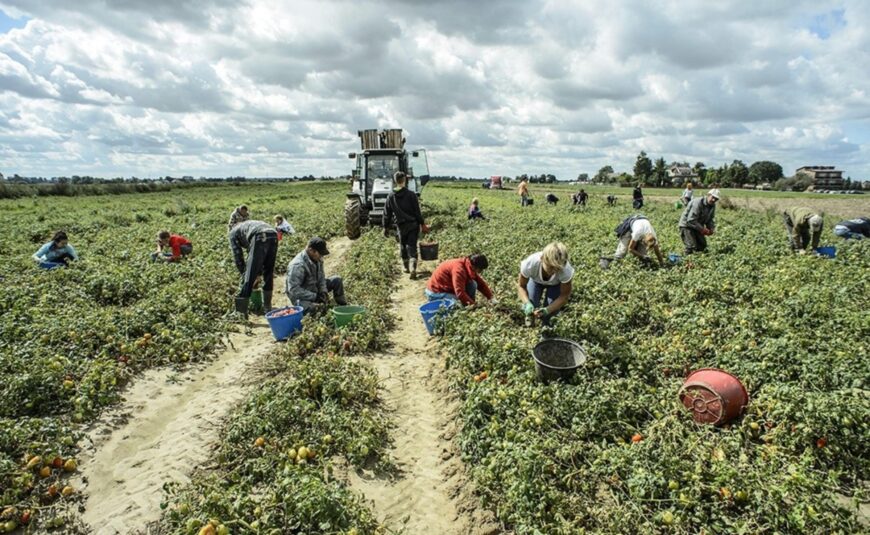 38 euro al giorno bastano? Il tribunale dice sì, assolti due imprenditori agricoli di Vittoria