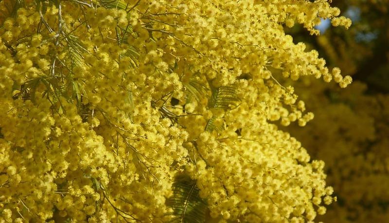 Chiaramonte rende omaggio alle donne: l’8 marzo un evento speciale