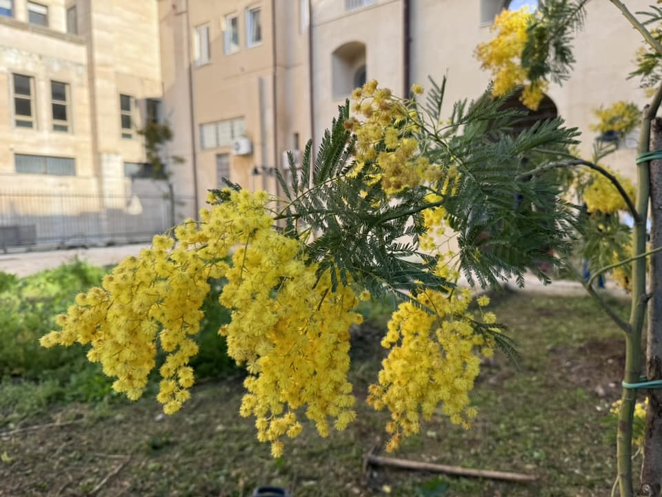 Fiorisce il giardino delle donne: quattro piante di mimose nella nuova piazzetta di Ragusa