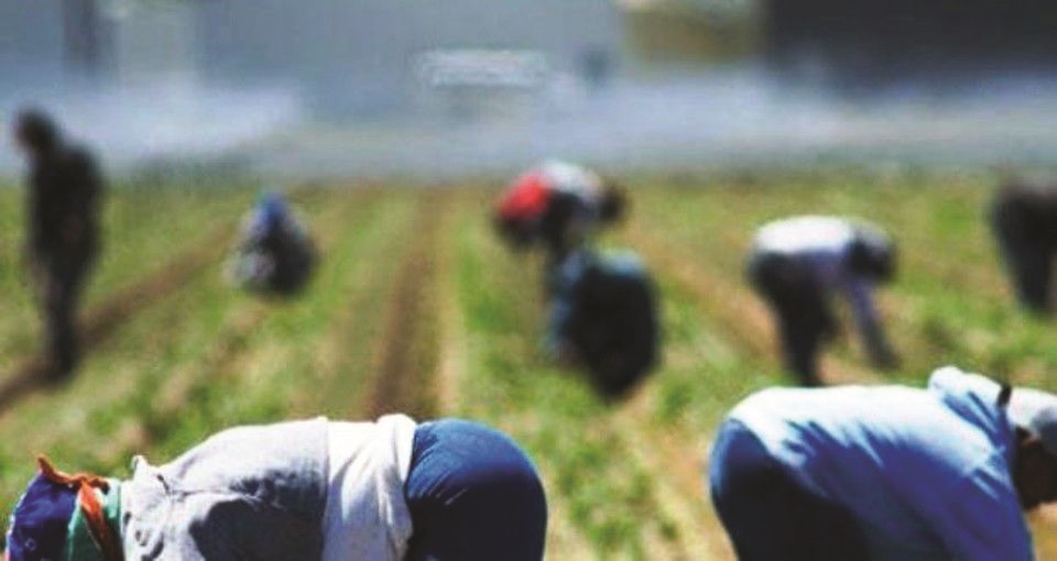 Lavoravano tutti in nero: sanzionata azienda agricola del ragusano