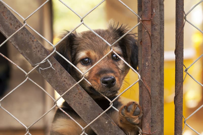 Cani, tasse e civiltà: a Ragusa arriva un’idea che unisce amore per gli animali  e buon senso