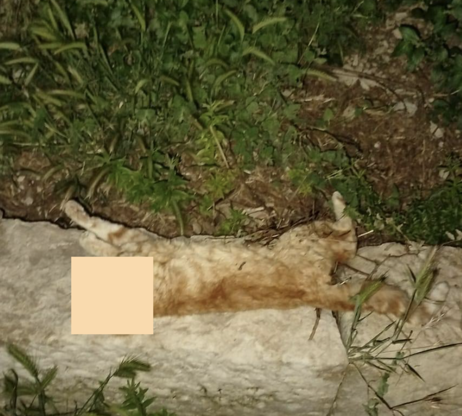 Strage silenziosa a San Giacomo: allarme per la morte di decine di gatti