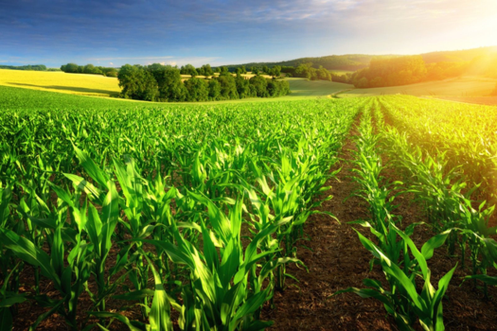 Versalis si reinventa a Ragusa: le coltivazioni locali alimenteranno la rivoluzione green