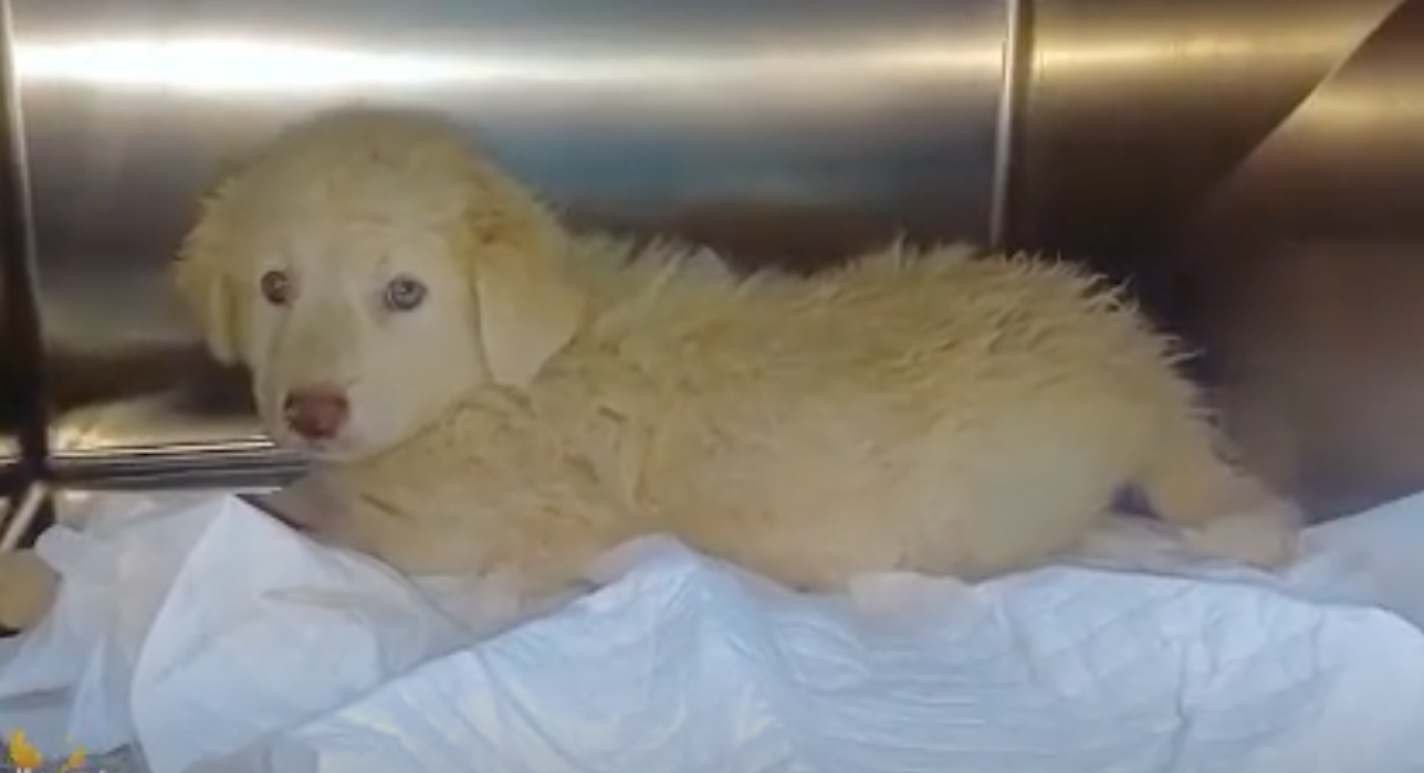 “Vita”, la cagnolina abbandonata salvata da un contadino ragusano, ora sogna un futuro