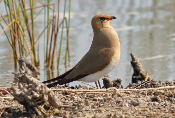 Lo spettacolo della natura: la pernice di mare nei pantani Cuba e Longarini