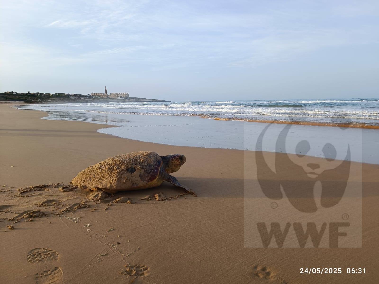 Caretta caretta, doppietta sulle spiagge iblee: Sampieri e Randello “nursery” del mare