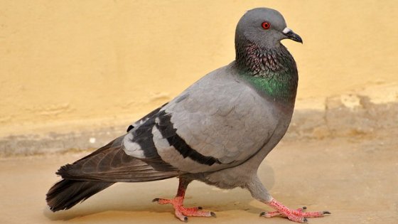 Tenere lontani i piccioni da balconi, terrazze e cortili. Con il “rosso” si può