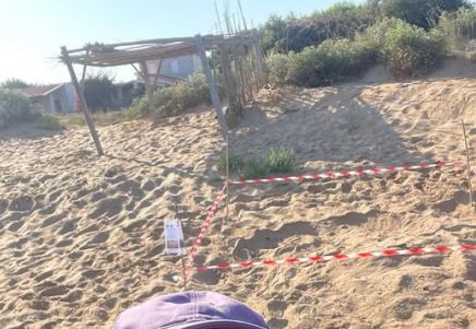 Caretta-caretta, boom di nidificazioni a Scicli: sette i nidi scoperti sul litorale. È stagione da record