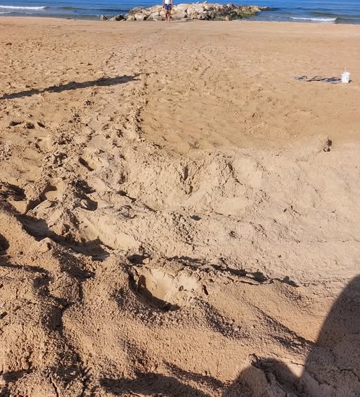 Scicli diventa nursery del Mediterraneo: sei nidi di Caretta Caretta sulla riviera dorata