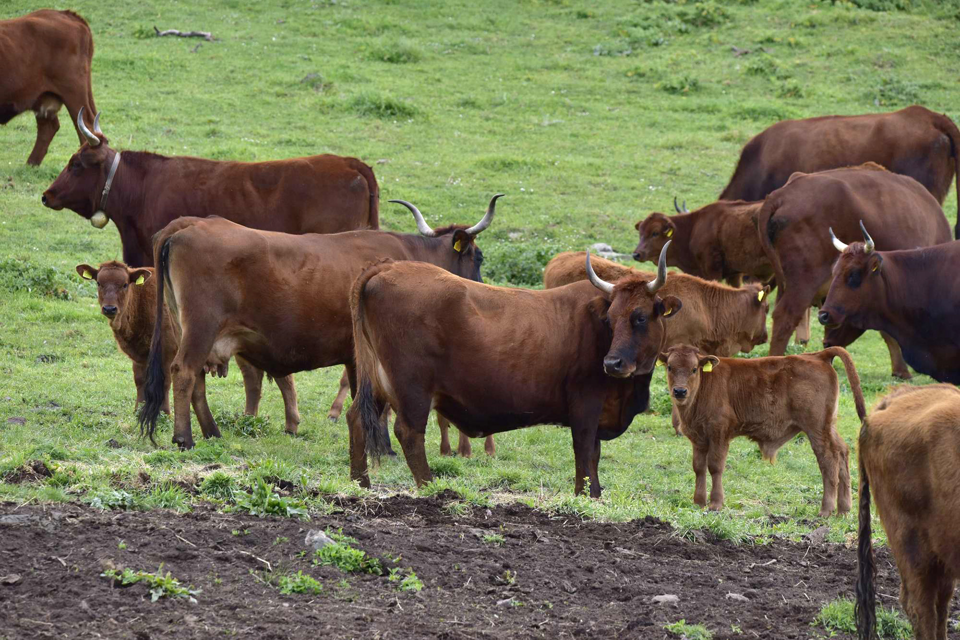 A Ragusa il convegno “GenoModCin ProLaC”: scienza, tutela e futuro per le razze bovine Modicana e Cinisara. Domani 13 giugno all’auditorium dell’Assessorato Comunale Sviluppo Economico