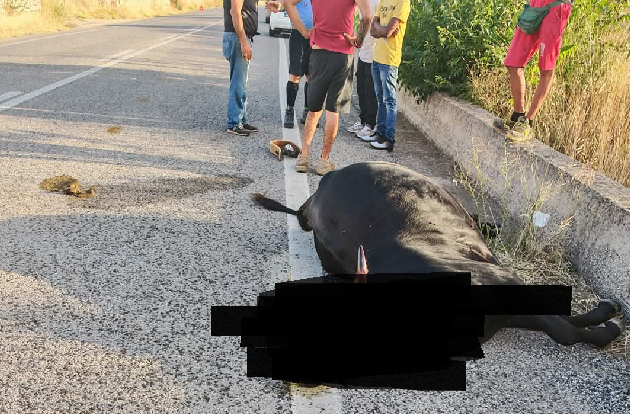 Auto contro mucca sulla Ragusa–Chiaramonte: tragedia sfiorata, muore l’animale