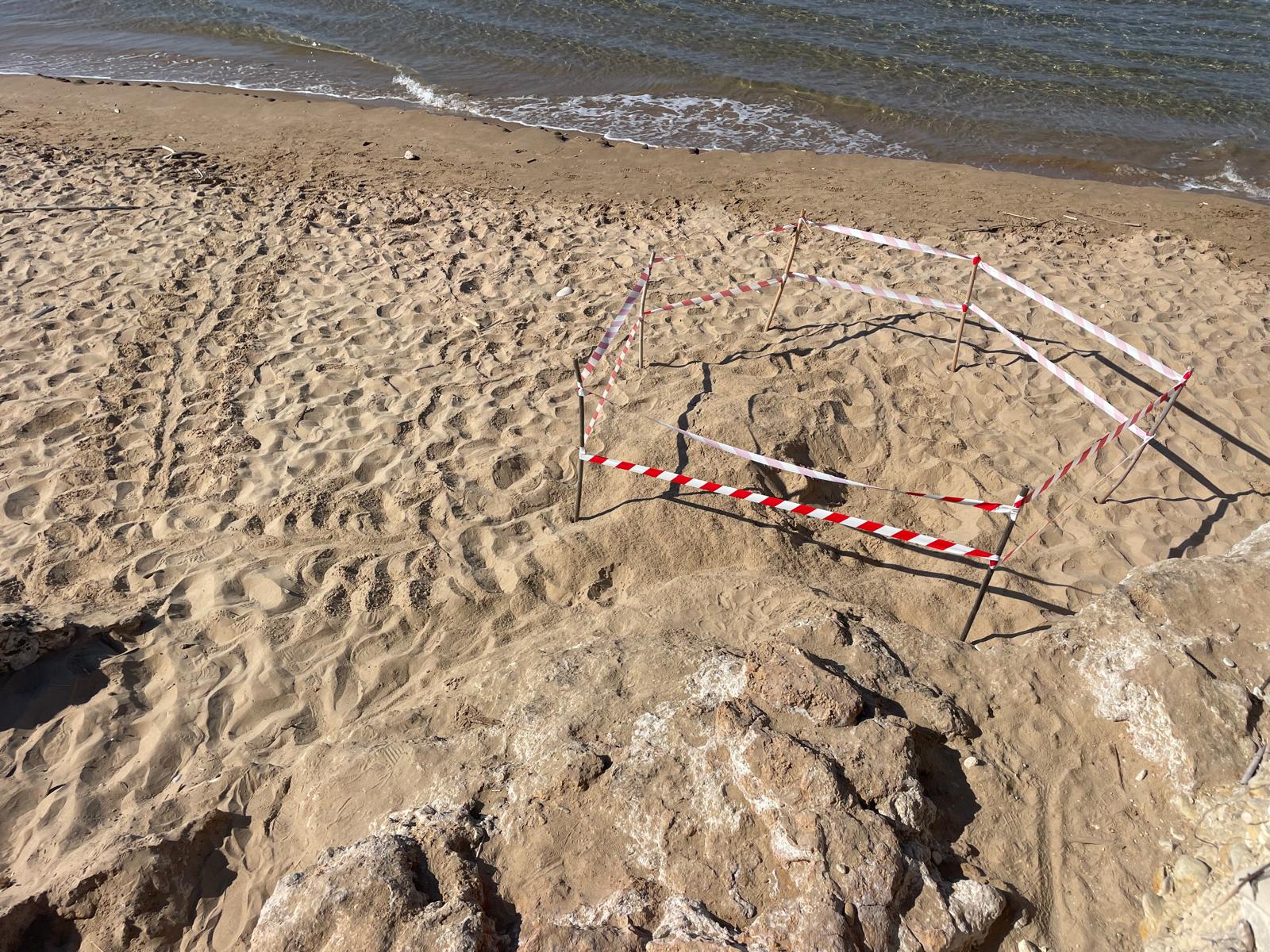 Per la prima volta un nido di tartaruga Caretta caretta nella Riserva del Fiume Irminio