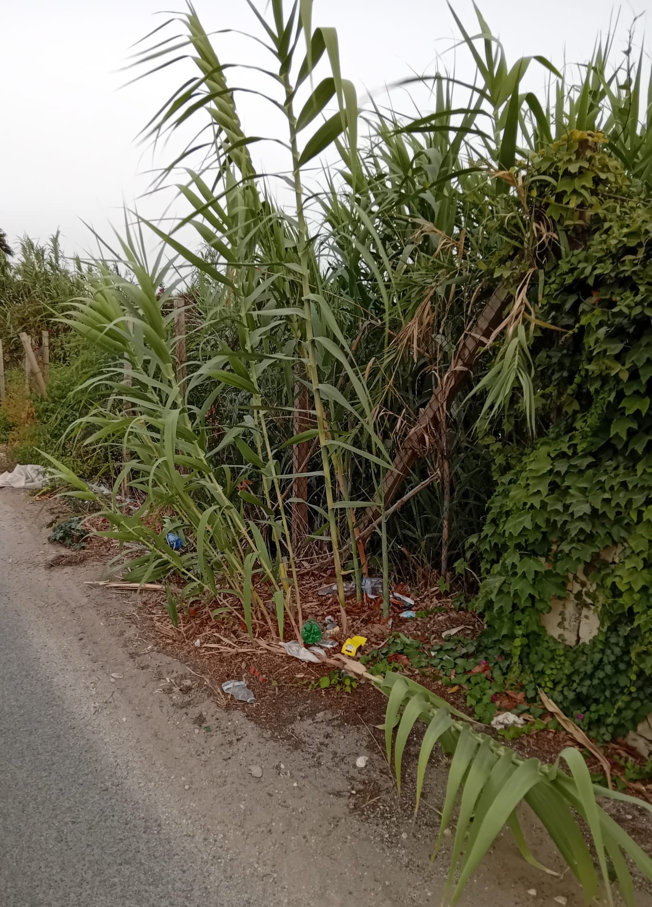Donnalucata e Playa Grande, incidenti e incendi: quei canneti a bordo strada sono pericolosi