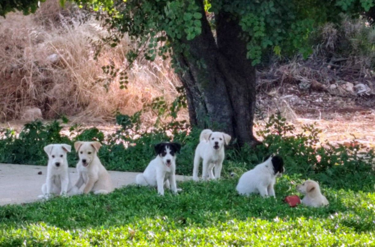 Cercasi padroni per cuccioli abbandonati: l’appello da Scicli