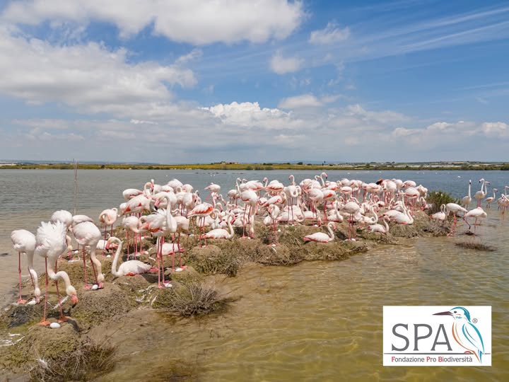 Vacanze naturalistiche: al pantano Longarini la bellezza dei fenicotteri, 750 le coppie e tanti pulcini