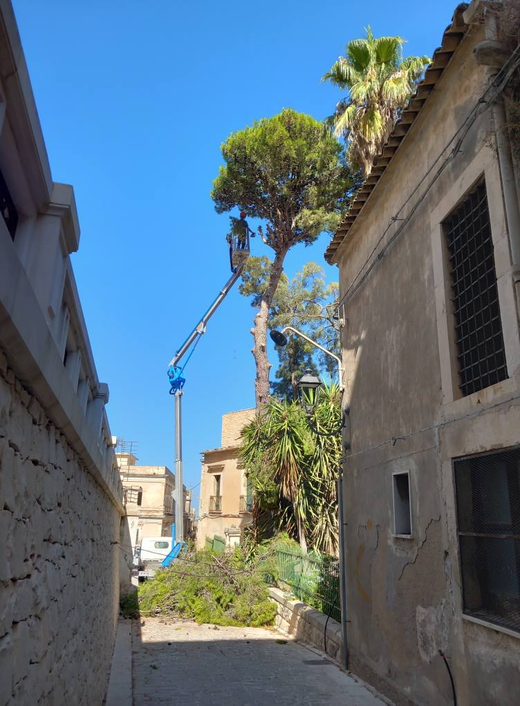 Due pini secolari abbattuti a Comiso: ecco perché. Ma l’opposizione protesta