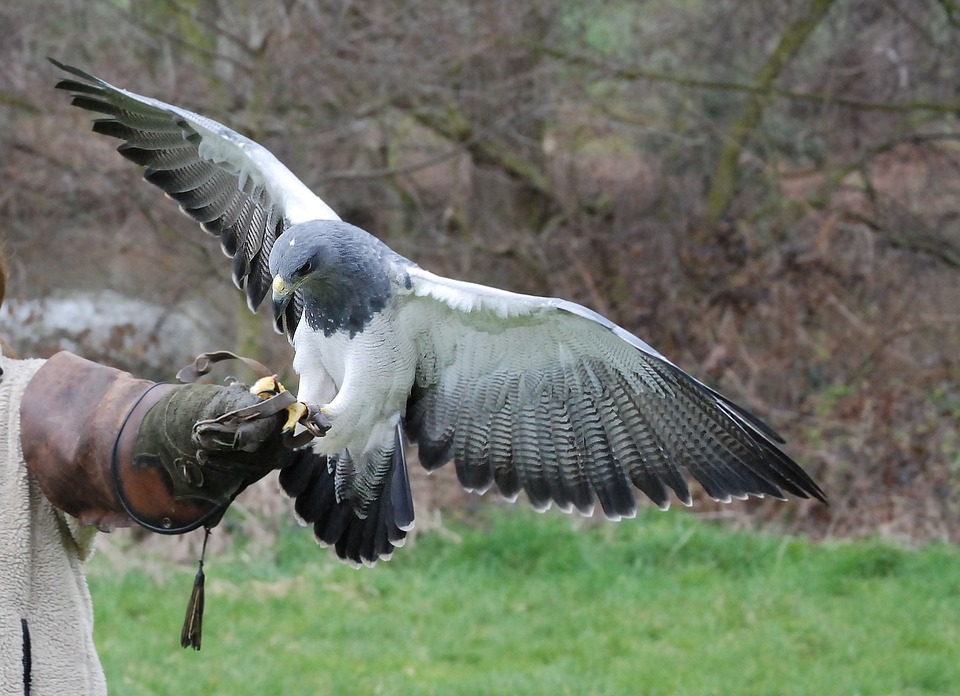 Prima assoluta a Palazzo Bonelli-Patané a Scicli: la nobile arte della falconeria