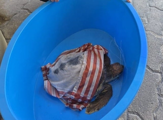 Pozzallo: salvata una tartaruga marina. Aveva un amo da pesca conficcato